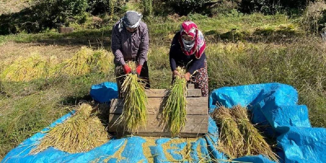 Görüntüsüne aldanmayın, bu iş “Çok zor”! Geleneksel üretim bu yörede de başladı: Üretici her şeye rağmen güldü 1